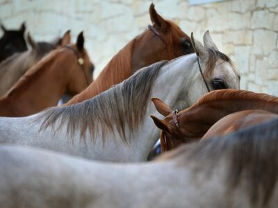  В ЗКО раскрыли серию краж скота на 5,46 млн тенге 