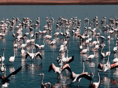 В Коргалжынский заповедник в Казахстане сбросили воду для сохранения мест обитания фламинго