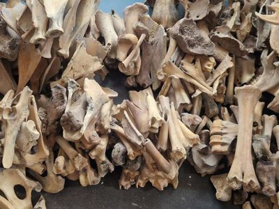 Тисячі кісток показали, як корови й вівці перебудували економіку середньовічної Англії