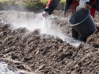 Мульча восени працює інакше, ніж улітку: кому вона особливо потрібна перед зимою