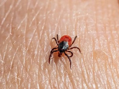 Угроза из Китая: у сотен пациентов обнаружили новый клещевой вирус, но тесты его не выявляют