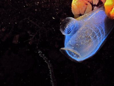 Речовини з морських асцидій поліпшили пам’ять старих мишей і відновили частину зв’язків між нейронами
