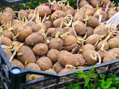 Насіннєву картоплю зберігають не так, як харчову: від чого залежить урожай наступного року