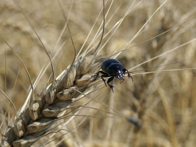 Хлібна жужелиця виходить на озимі посіви восени: чому шкідника не можна ігнорувати