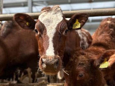  Все началось с одной коровы: как семейное хозяйство выросло в ферму за 1,7 млрд тенге 