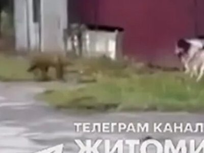 Лиса напала на собаку прямо на улице в Звягеле