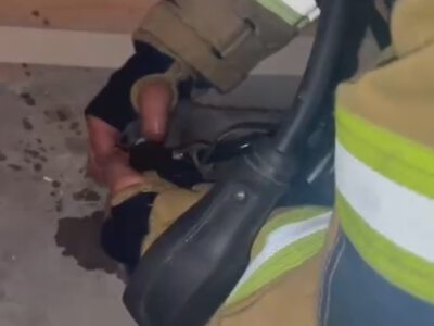 Шок и падение после взрыва: в Киевской области животное возвращали к жизни, - ФОТО