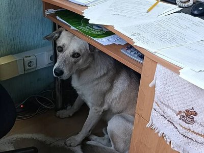 Во время обстрела в Николаеве к Водоканалу прибежал испуганный пес: ищут владельца