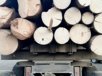 Таможня будет автоматически проверять происхождение древесины при экспорте