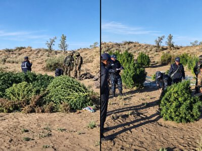  438 кг марихуаны изъяли на плантации в Жамбылской области 