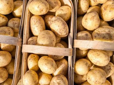 Украине хватит урожая картофеля этого года для внутренних потребностей — министр аграрной политики