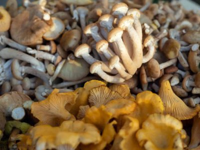 Суперфуд из ближайшего леса: какая польза и скрытая угроза прячутся под шапочками грибов