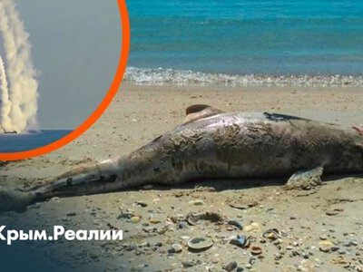 Погибла четверть популяции? Как война в Черном море убивает дельфинов | Радио Крым.Реалии