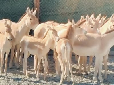  Куланов перевезли из «Алтын-Эмеля» в резерват «Иле-Балхаш» 