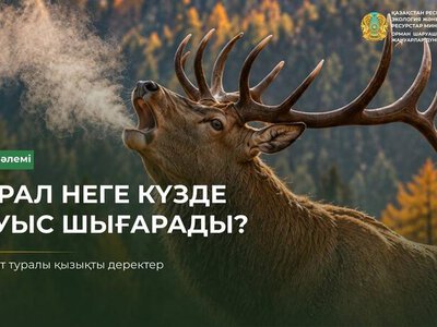 Почему маралы подают голос осенью?