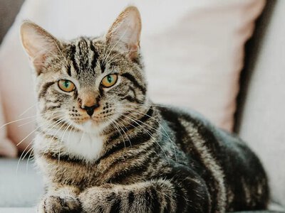 Вашему коту не 3 года, а почти 30: как правильно посчитать возраст любимца
