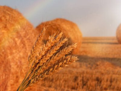  Кормозаготовительная кампания в Казахстане выполнена почти на 89% 