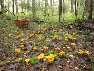 Лисички не червивятся