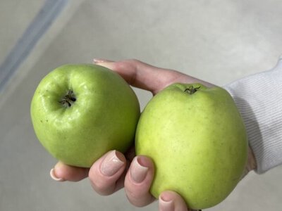 5 причин есть яблоки регулярно: как они влияют на сердце, пищеварение и вес