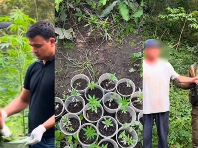  Целую плантацию для личного употребления вырастил казахстанец 