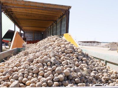 Аграрии Жетісу вырастили первую партию чипсового картофеля