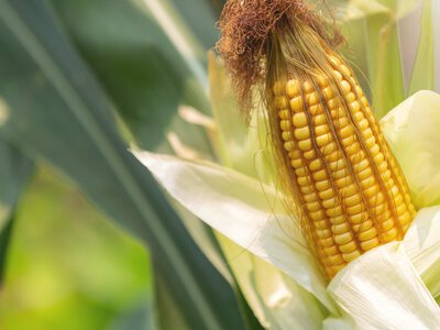 Украинская кукуруза дешевеет: как проблемы с экспортом влияют на цены