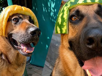 Собаці зробили шолом із дині: у мережі віруситься вівчарка в кумедних головних уборах