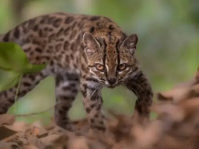 В Боливии учёные обнаружили новый вид дикой кошки