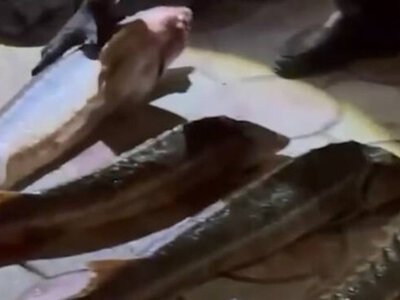  Осетровых рыб нашли в подвале дома в Жанаозене 
