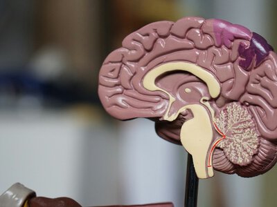 Печінка страждає непомітно: чотири повсякденні звички, які можуть їй шкодити