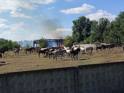 Армия РФ во второй раз ударила по конному заводу (фото)