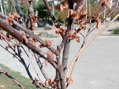 Нащо садити, якщо не доглядати?