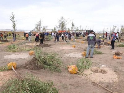 Будущий экопарк Караганды пополнился 500 деревьями
