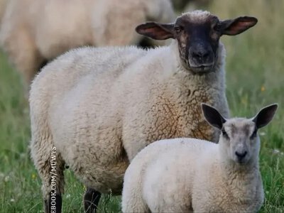 Одесский юмор: рабочий режим официально не найден