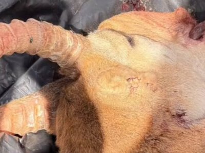  В Мангистауской области в автомобиле обнаружили тушу животного, похожего на сайгу 