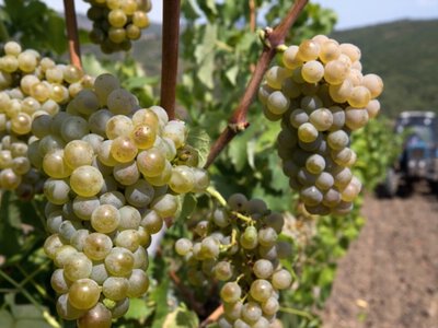Производство вина в аннексированном Крыму упало почти на четверть