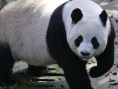 Китайские стоматологи провели уникальную коррекцию прикуса у панды