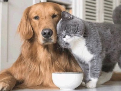 Названы продукты, которые запрещено есть кошкам и собакам