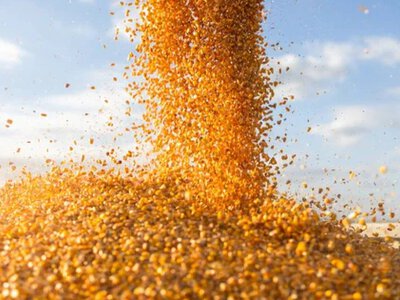 Пшеница падает, кукуруза растет: как изменился экспорт украинского зерна и муки в сентябре