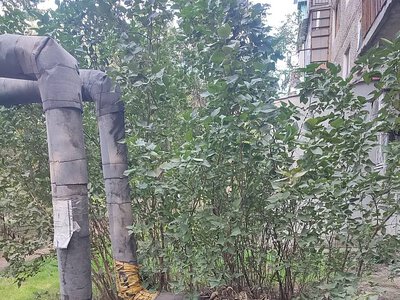 Куст сирени стал причиной бед для николаевцев