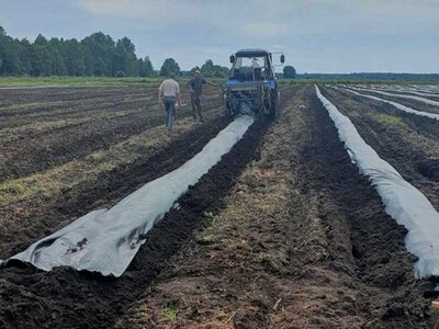 Лохина погано росте навіть після добрив: проблема може бути у структурі ґрунту