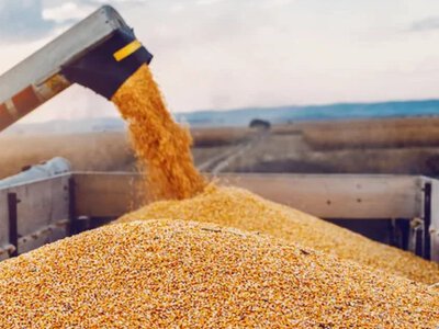 Казахстан резко снизил количество компаний, которые могут покупать российское зерно