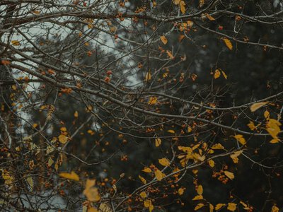 Україні у середу прогнозують від 0° вночі до 19° вдень