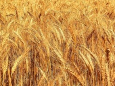 Озвучена текущая ситуация с экспортом украинской аграрной продукции