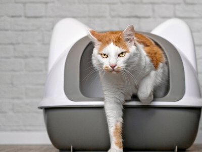 Де краще не ставити котячий лоток
