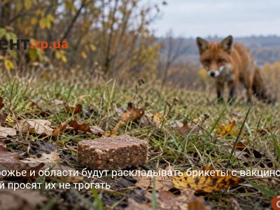 В Запорожье и области будут раскладывать брикеты с вакциной: жителей просят их не трогать