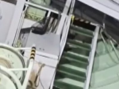 В Японии медведь совершил дерзкий побег от полиции