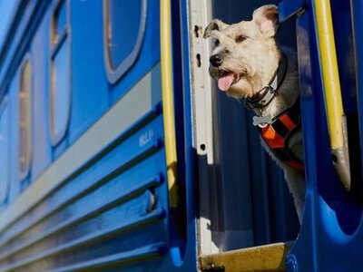 Чек-лист для подорожі з домашнім улюбленцем за кордон