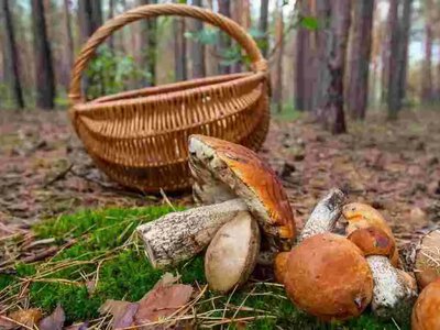 Червивые грибы в корзине: когда их можно есть, а когда они становятся смертельно опасными