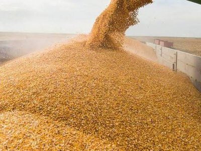 Латвія запровадила прикордонний контроль зерна, щоб відстежувати можливий транзит викраденої в Україні продукції